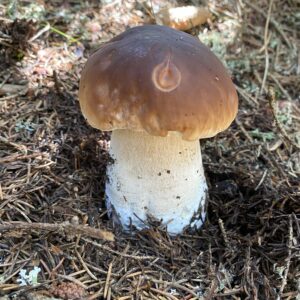 Fin d’été en forêt : le retour des champignons dans nos assiettes