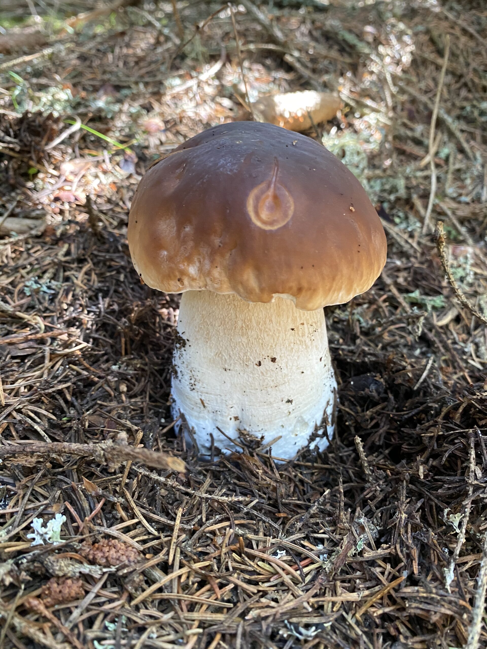 You are currently viewing Fin d’été en forêt : le retour des champignons dans nos assiettes